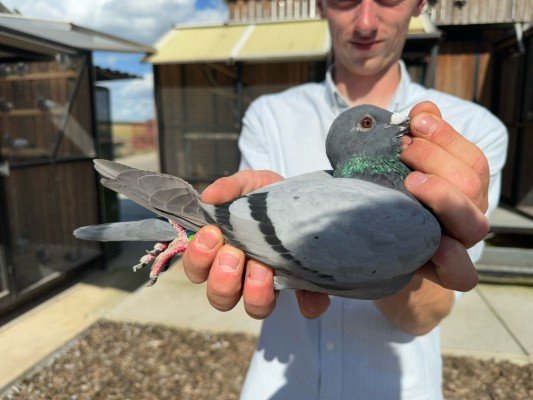 National winner Bourges IV Young birds Viktor Daenen